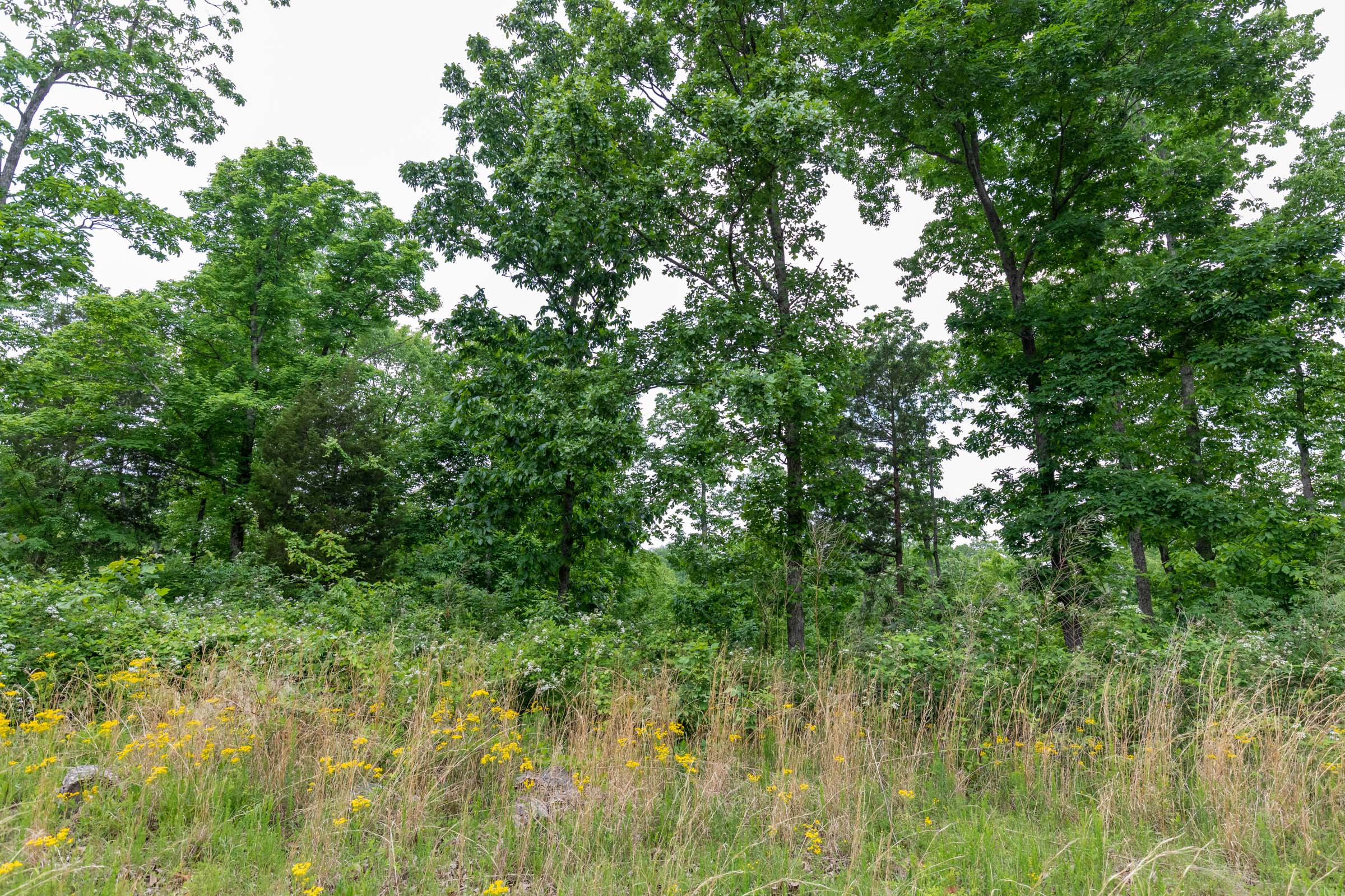 Tract 11 at Cedar Creek in Perry County, Tennessee