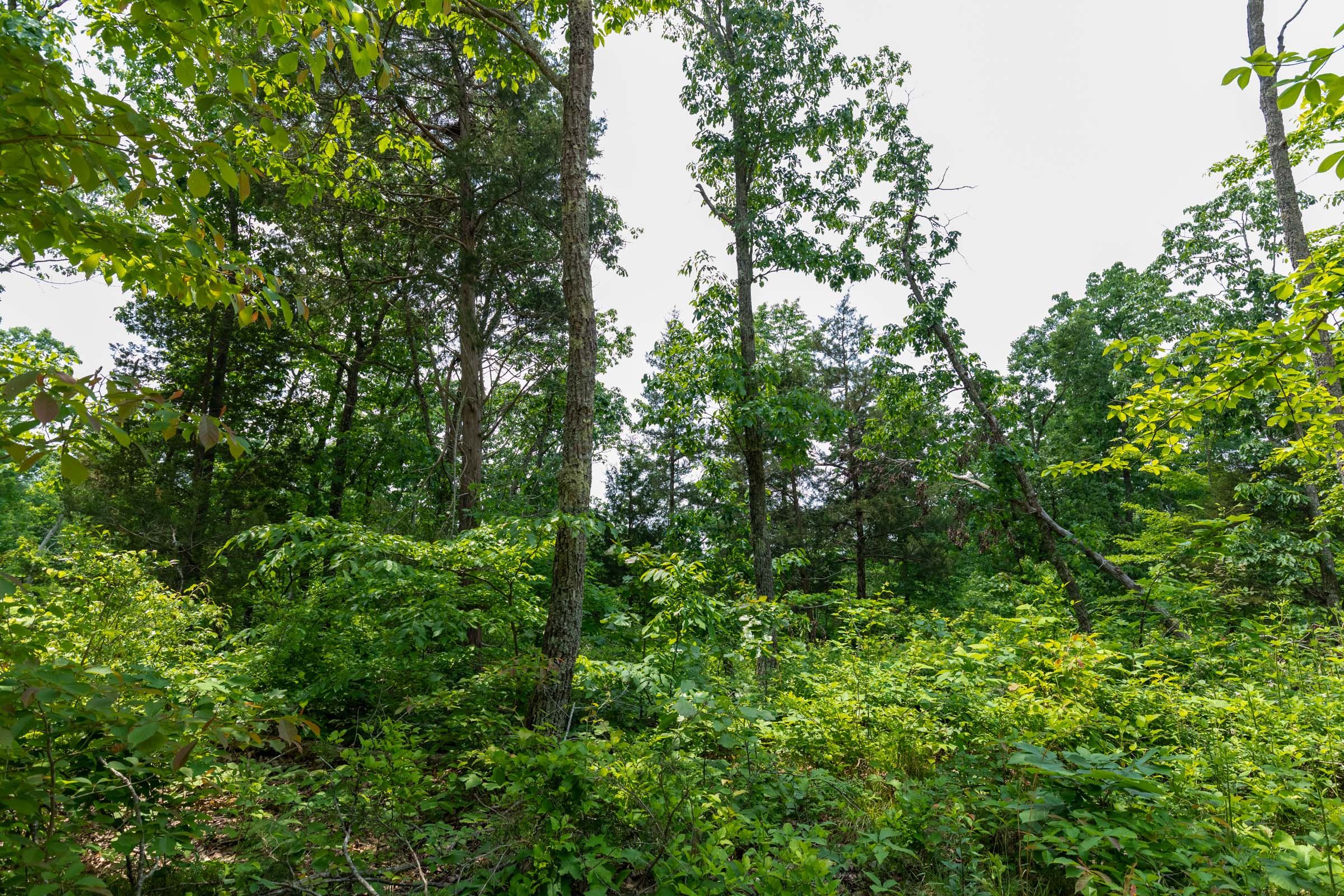 Tract 12 at Cedar Creek in Perry County, Tennessee