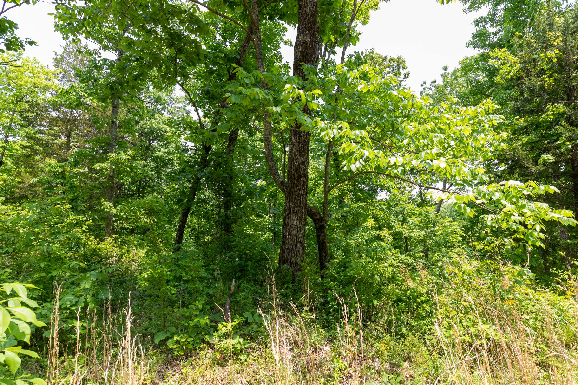 Tract 13 at Cedar Creek in Perry County, Tennessee
