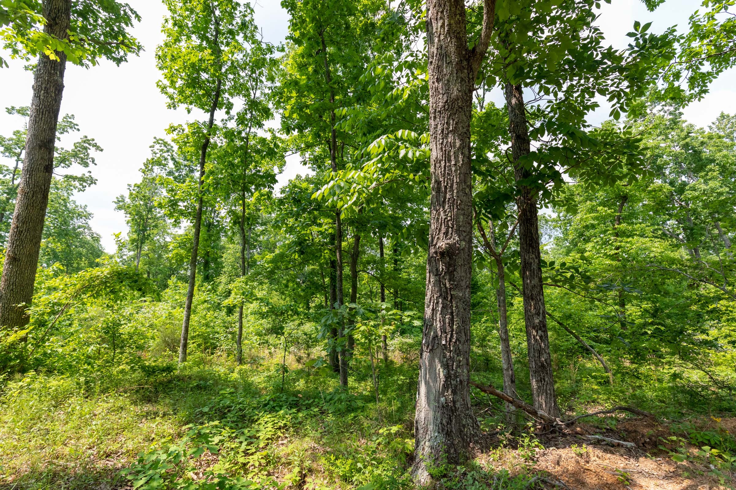 Tract 15 at Cedar Creek in Perry County, Tennessee