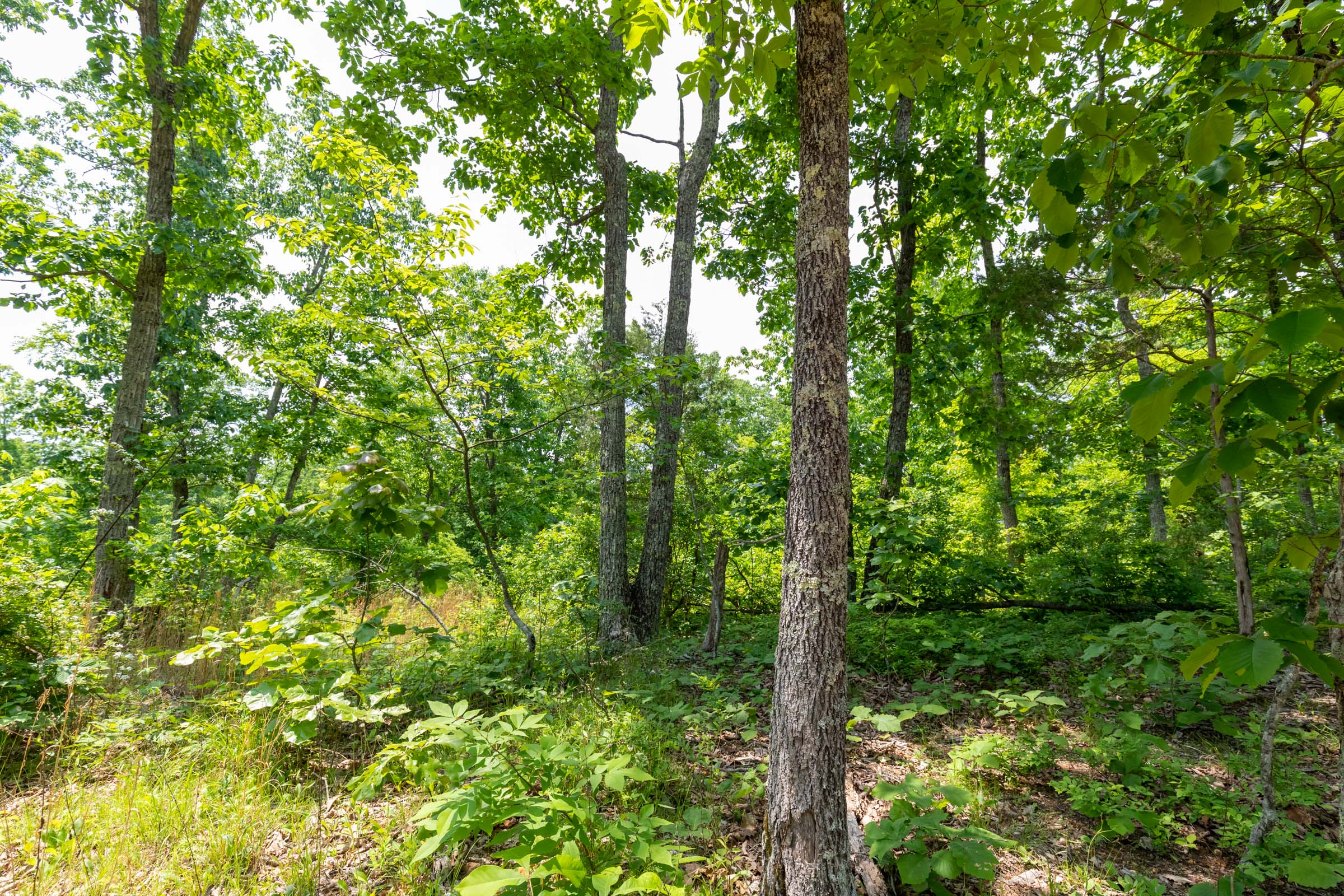 Tract 16 at Cedar Creek in Perry County, Tennessee