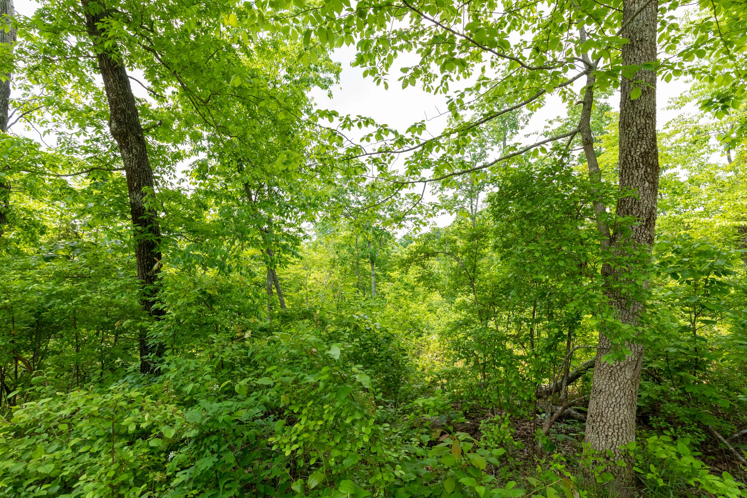Tract 19 at Cedar Creek in Perry County, Tennessee