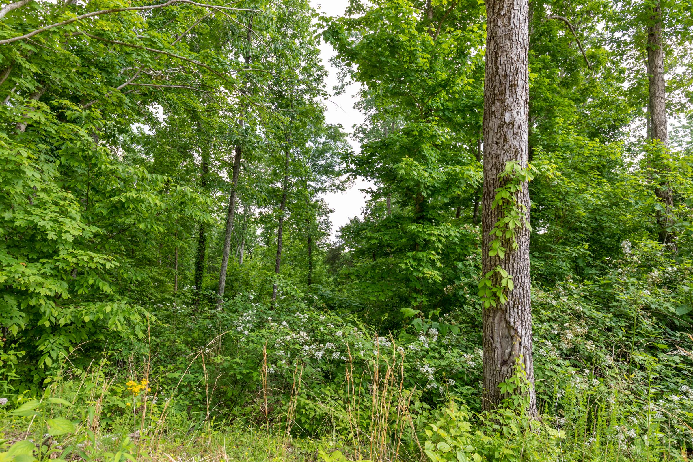 Tract 24 at Cedar Creek in Perry County, Tennessee