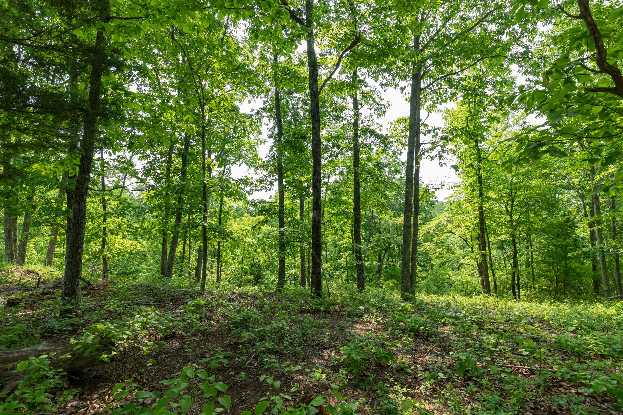 Tract 3 at Cedar Creek in Perry County, Tennessee