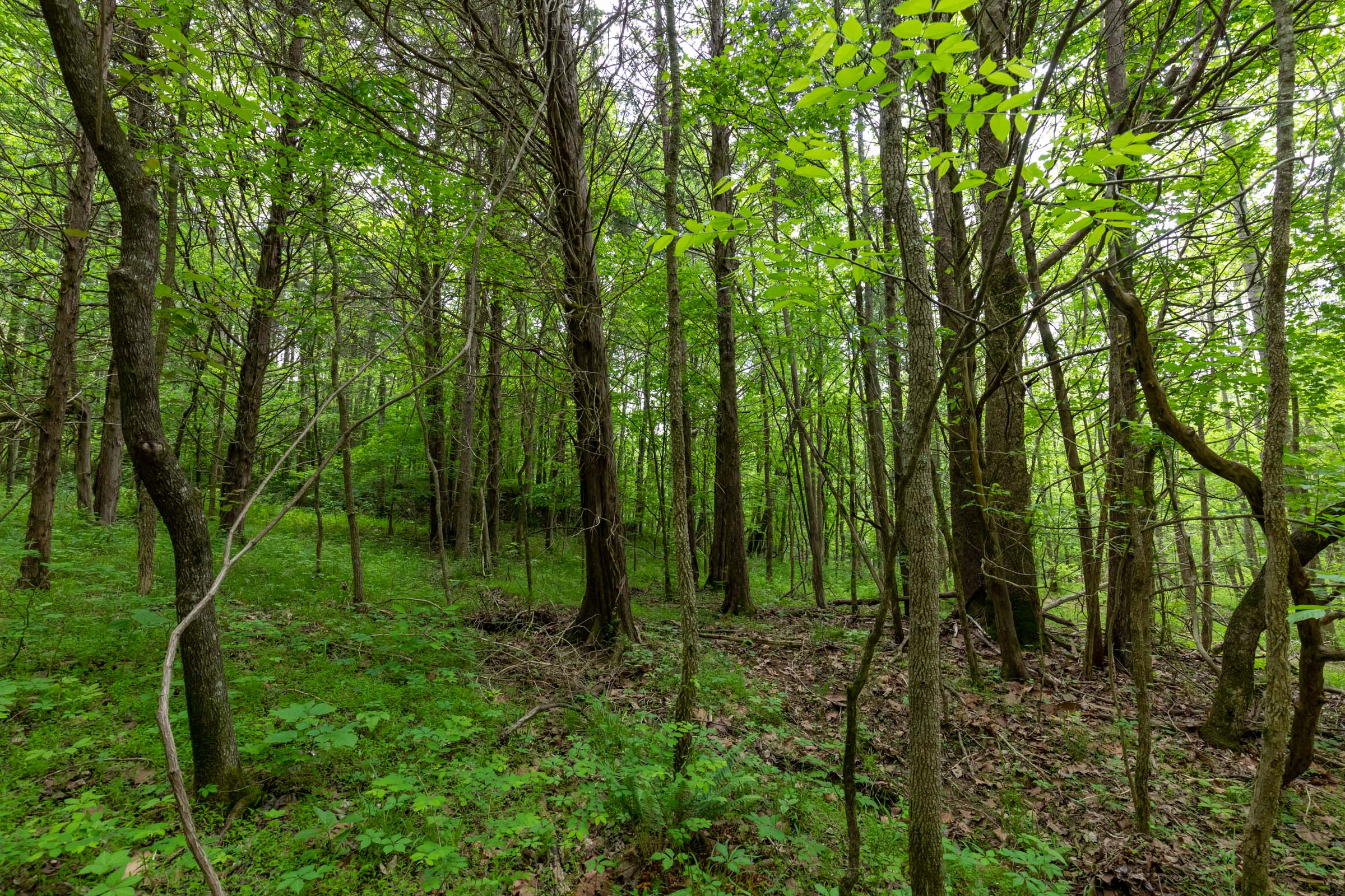 Tract 32 at Cedar Creek in Perry County, Tennessee
