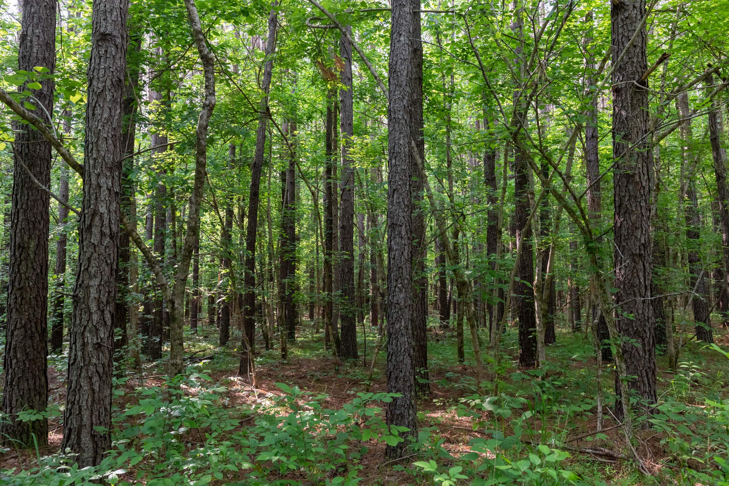 Tract 36 at Cedar Creek in Perry County, Tennessee