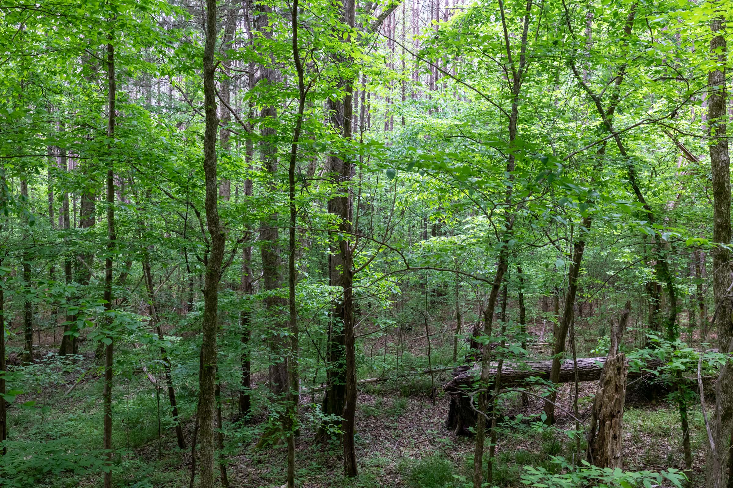 Tract 38 at Cedar Creek in Perry County, Tennessee