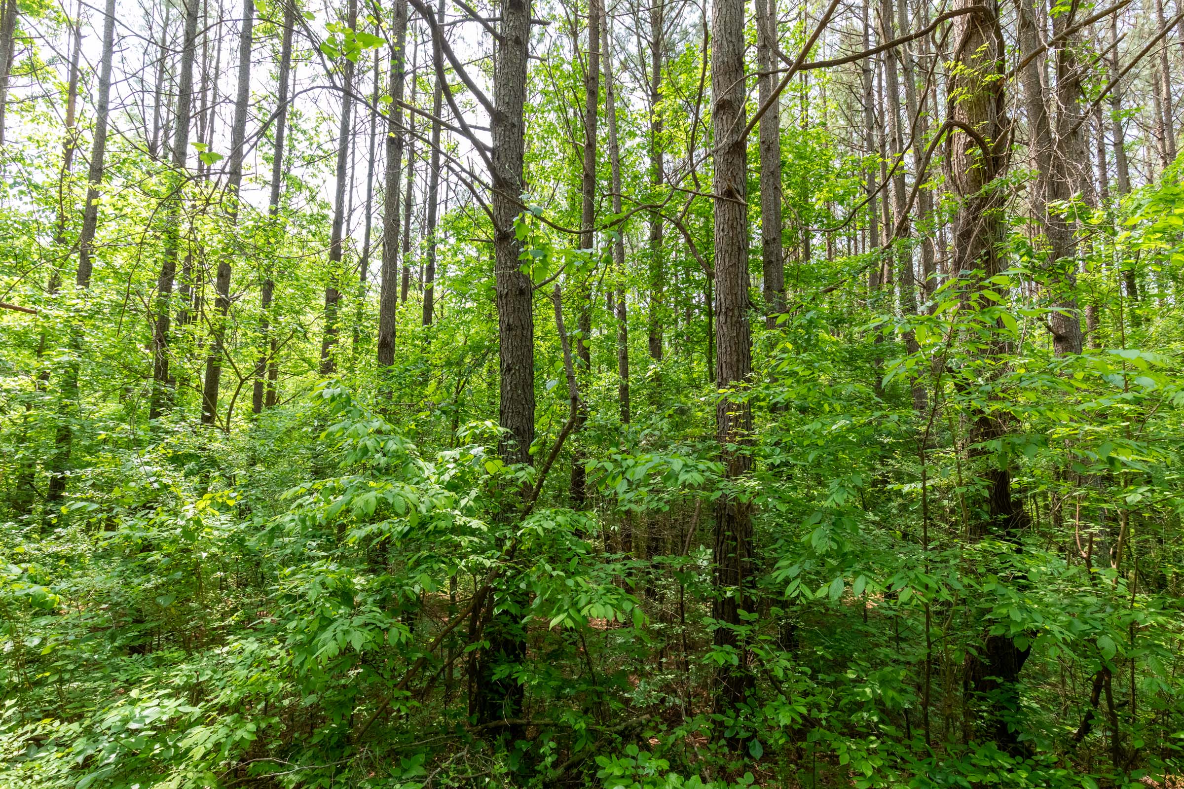 Tract 41 at Cedar Creek in Perry County, Tennessee