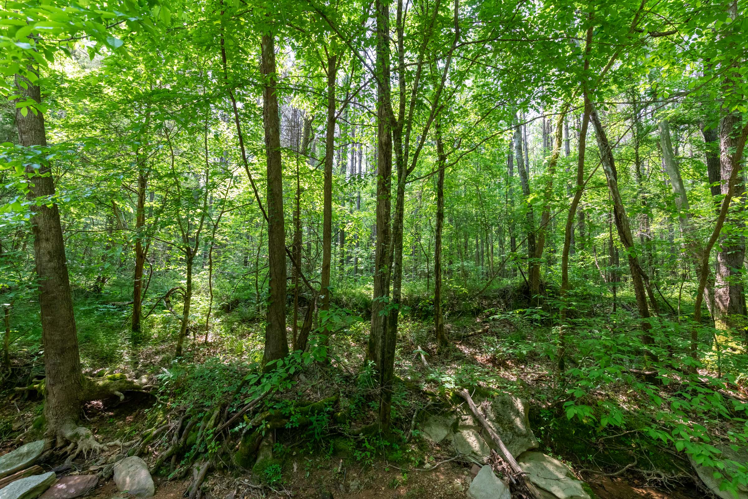 Tract 44 at Cedar Creek in Perry County, Tennessee