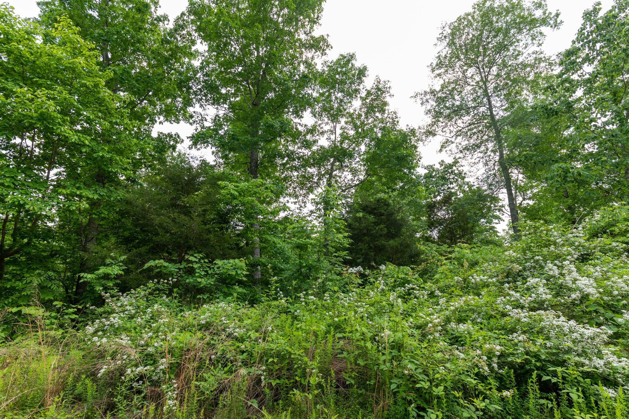 Tract 5 at Cedar Creek in Perry County, Tennessee