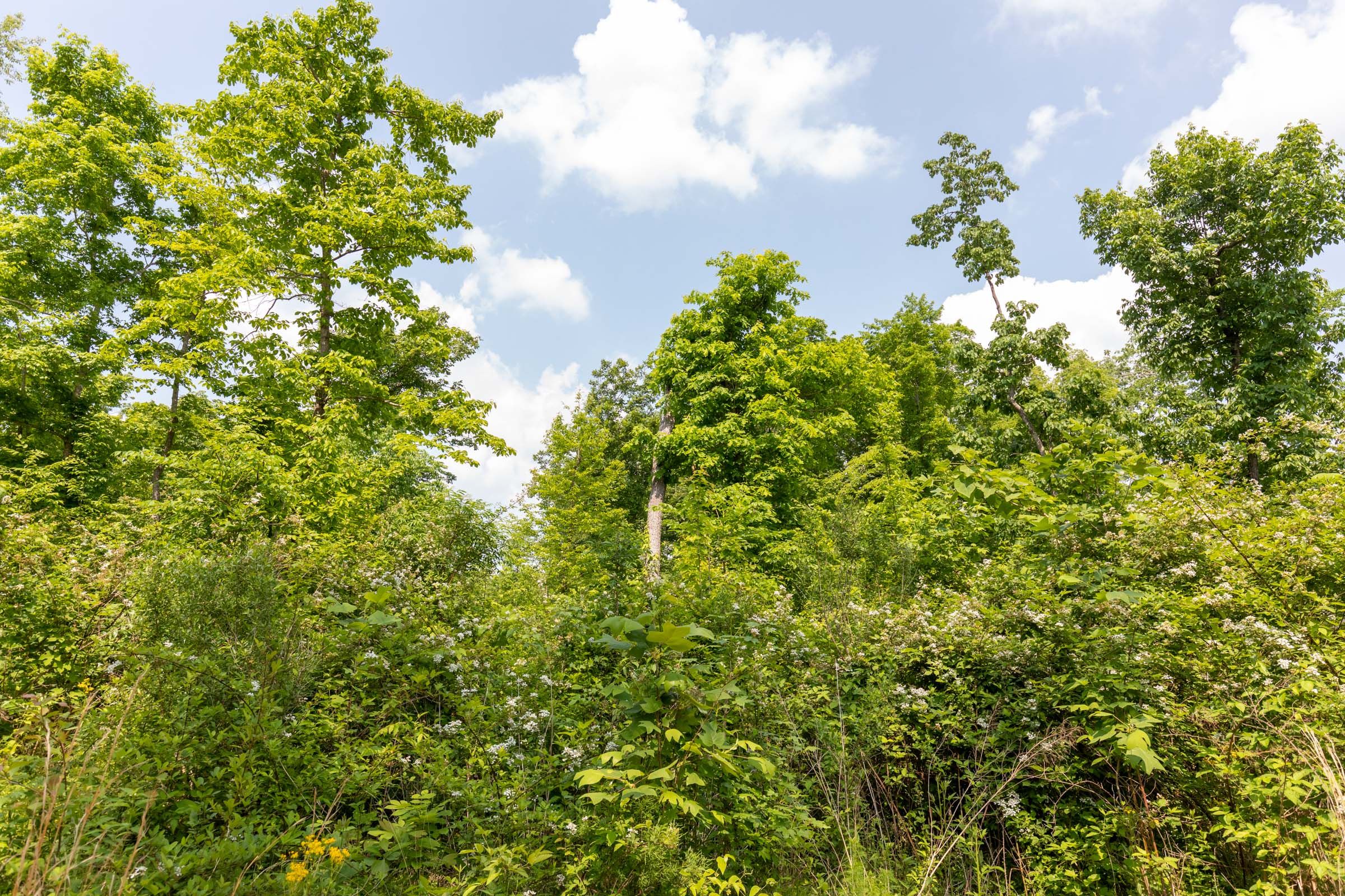 Tract 54 at Cedar Creek in Perry County, Tennessee