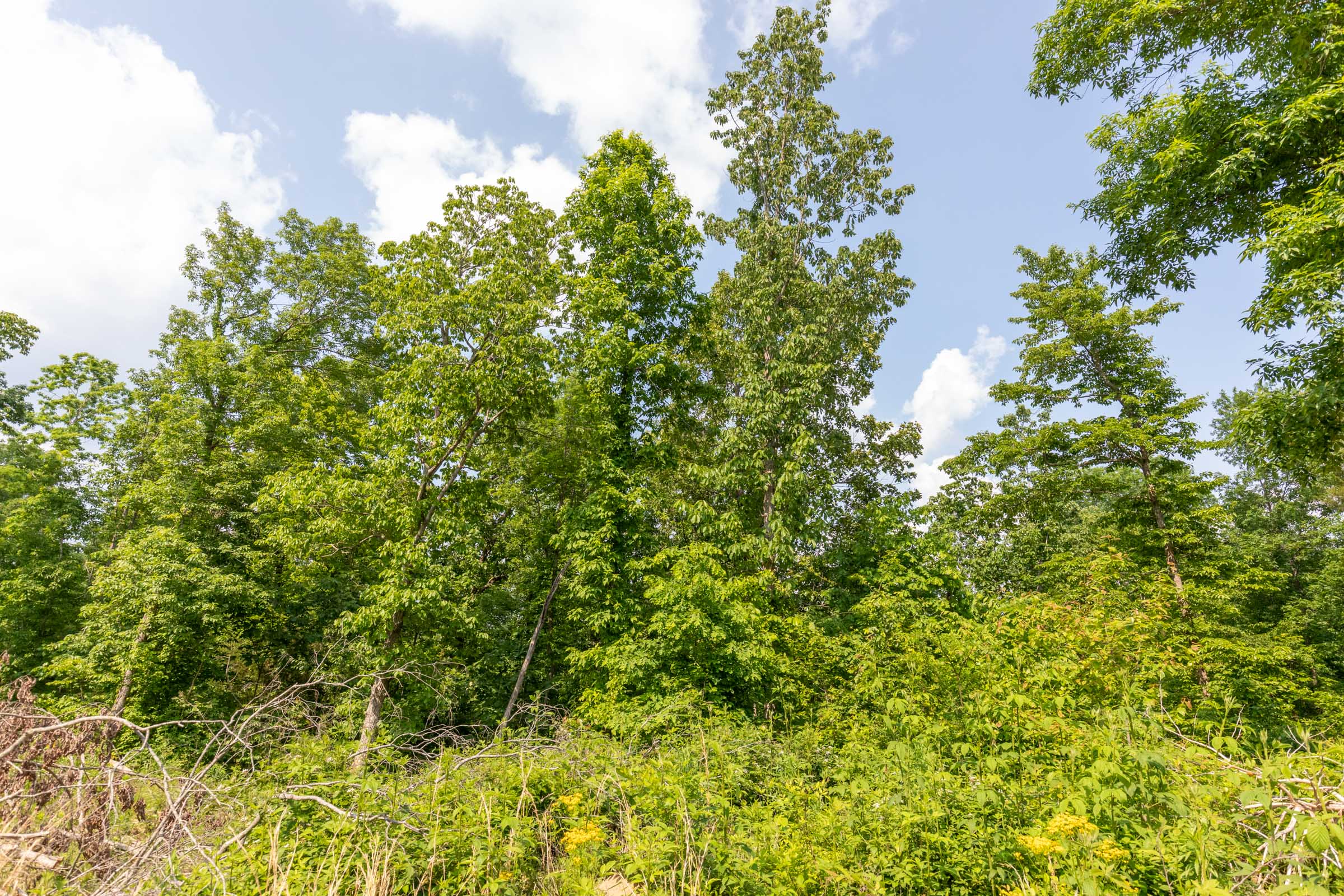 Tract 62 at Cedar Creek in Perry County, Tennessee