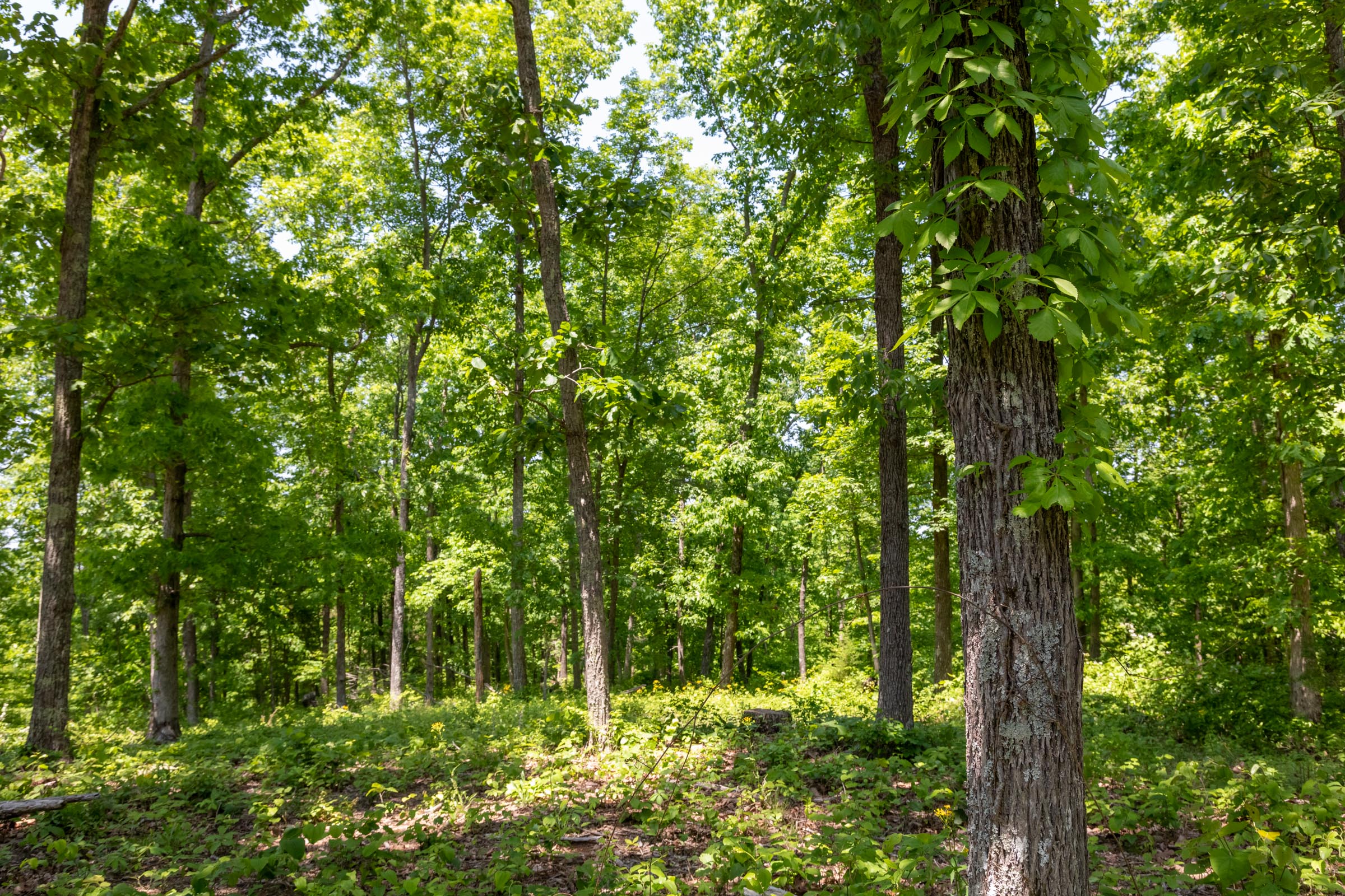 Tract 66 at Cedar Creek in Perry County, Tennessee