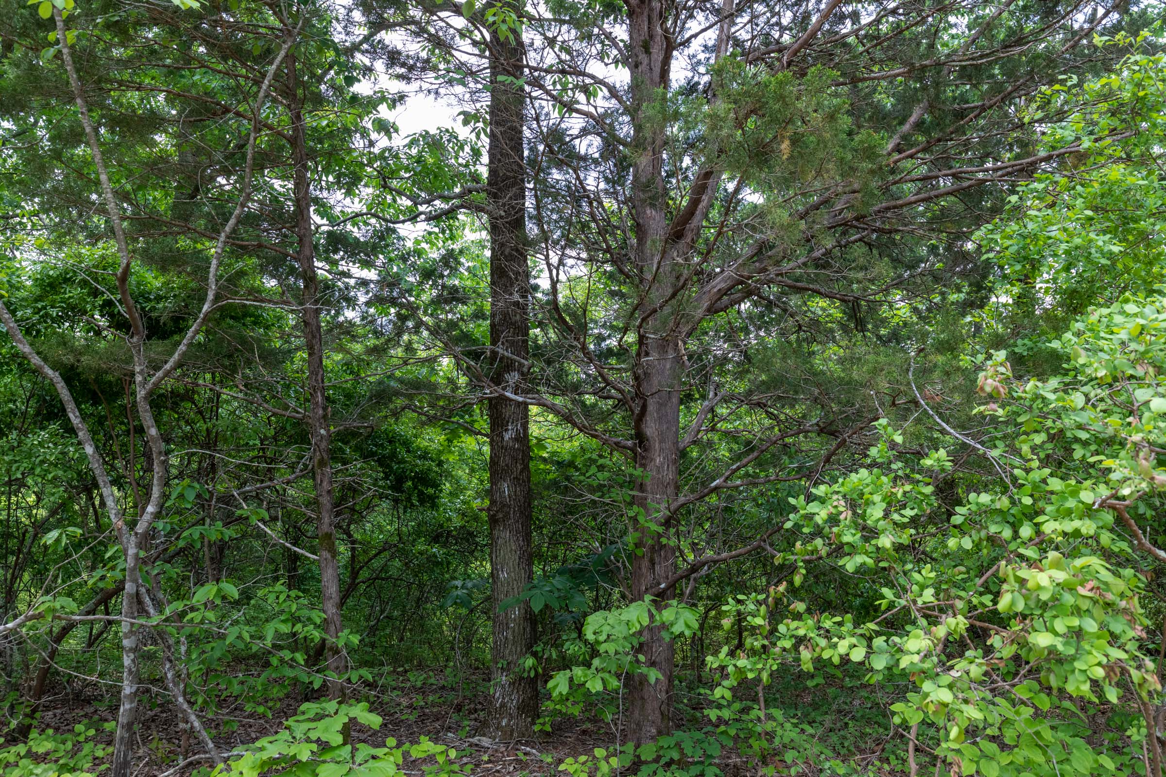 Tract 9 at Cedar Creek in Perry County, Tennessee